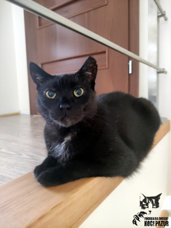 luntrus kot fiv+